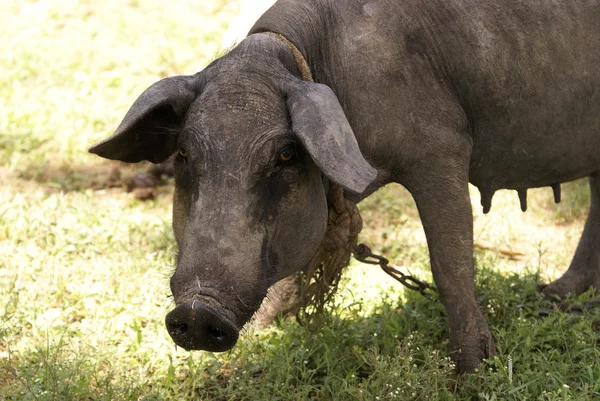 Свинья на траве — стоковое фото