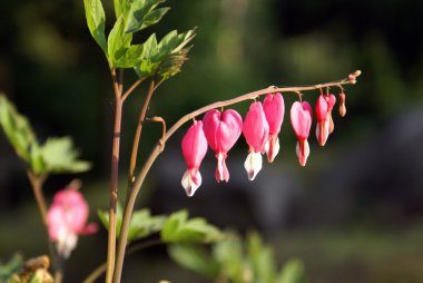 Bleeding Heart Flower clipart