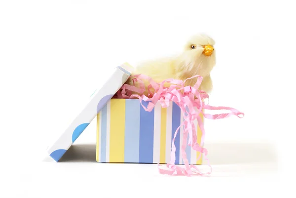 Chick in a Gift Box — Stock Photo, Image