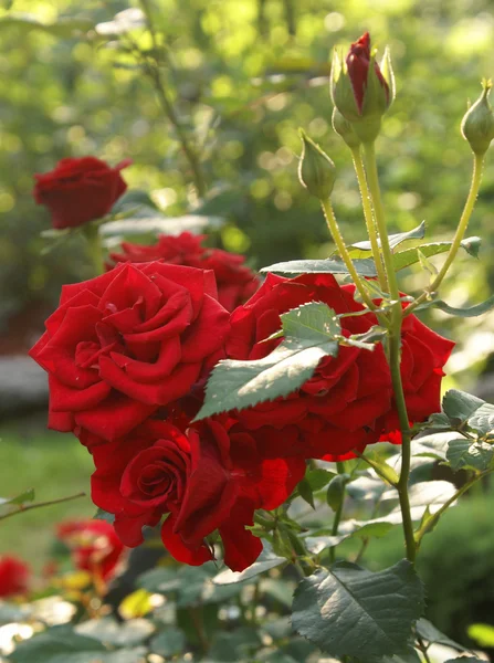 Розы в саду — стоковое фото