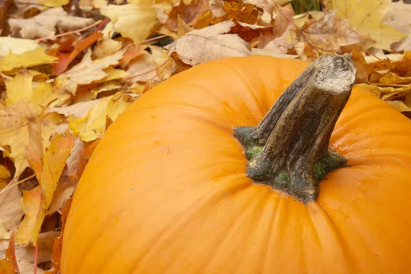 Осенняя тыква — стоковое фото