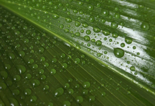 Waterdrops ile yaprak — Stok fotoğraf