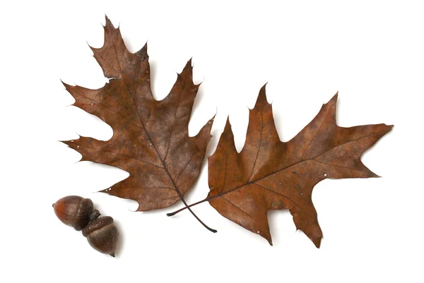 Autumn Oak — Stock Photo, Image