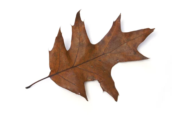 Foglia di quercia in autunno — Foto Stock