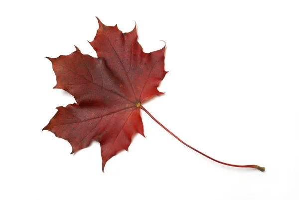 Κόκκινο φύλλο σφενδάμου — Φωτογραφία Αρχείου