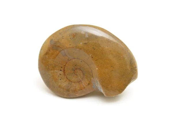 Concha fosilizada — Foto de Stock