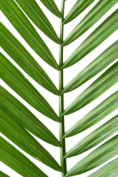 Tête de palmier — Photo