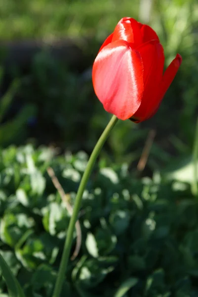 Tulip Merah — Stok Foto