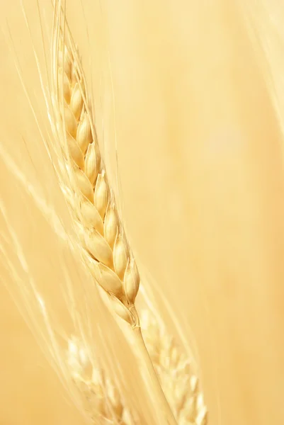 Bearded Wheat — Stock Photo, Image