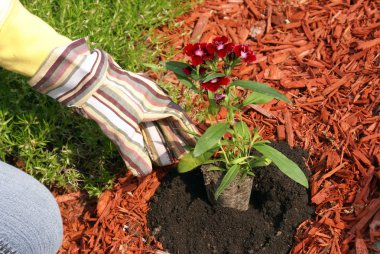 Planting Flowers clipart