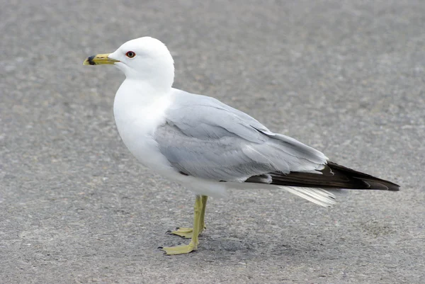 stock image Seagull