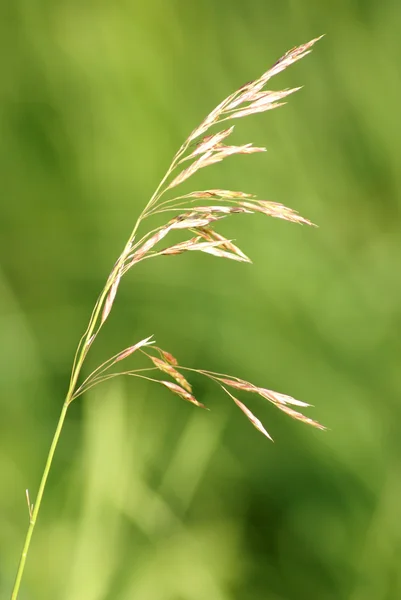 Grass Seed — Stock Photo, Image