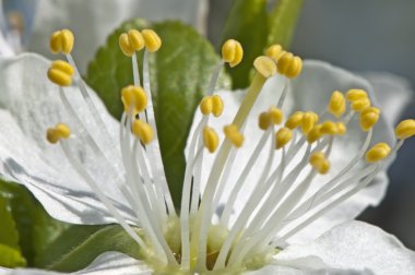 appletrees çiçeği