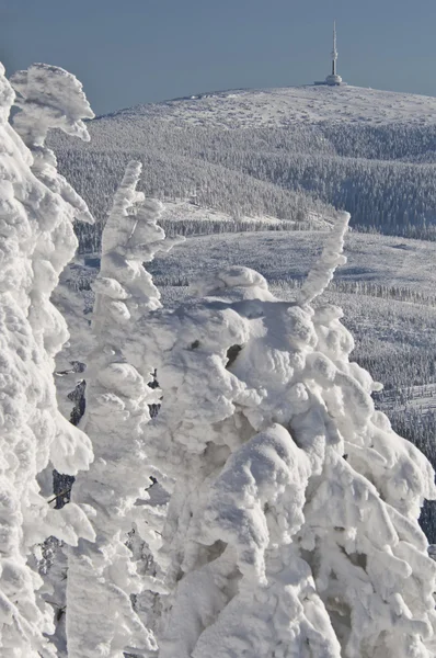 Stock image Winter Wonderland