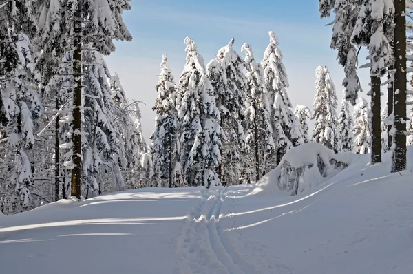Paese delle meraviglie invernali — Foto Stock
