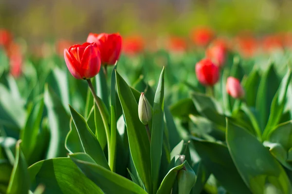 Field of Tulips — Stock Photo, Image