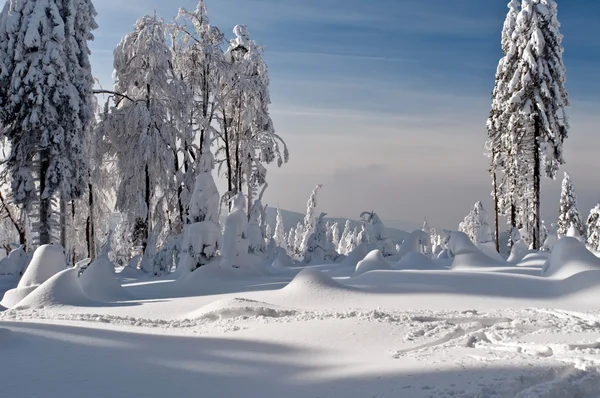 Χειμερινή χώρα των θαυμάτων — Φωτογραφία Αρχείου