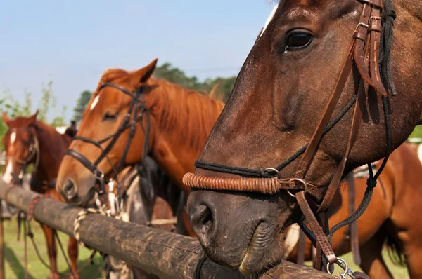 Prachtige paarden — Stockfoto