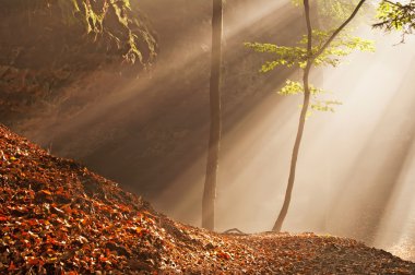 Sunbeams in Forest clipart