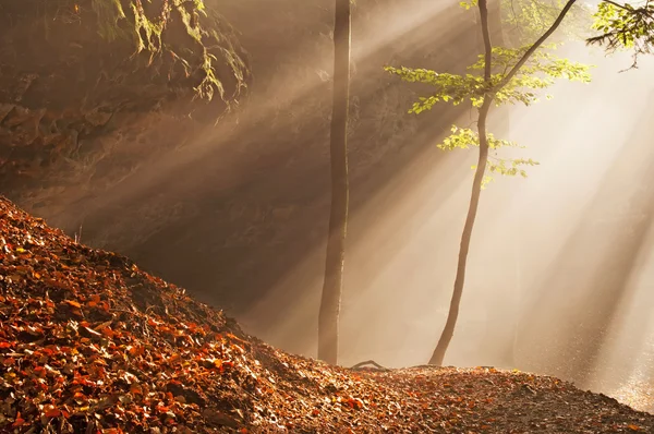 Солнечные лучи в лесу — стоковое фото