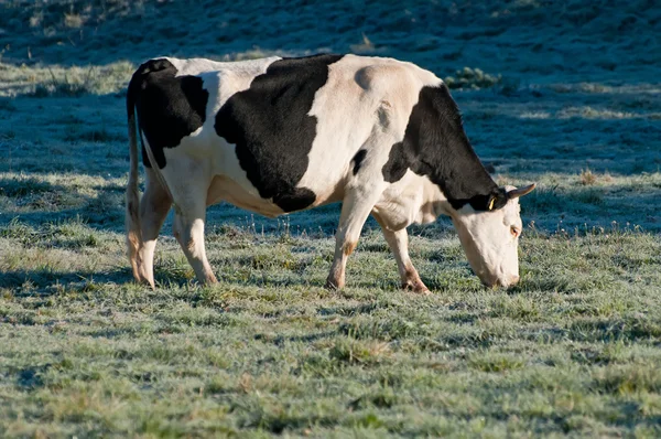 Vaca pe câmp — Fotografie, imagine de stoc