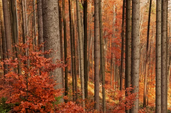 Floresta de outono Fotos De Bancos De Imagens