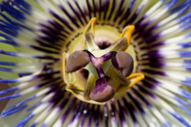 Mavi passiflora