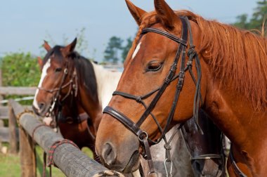 Beautiful Horses clipart