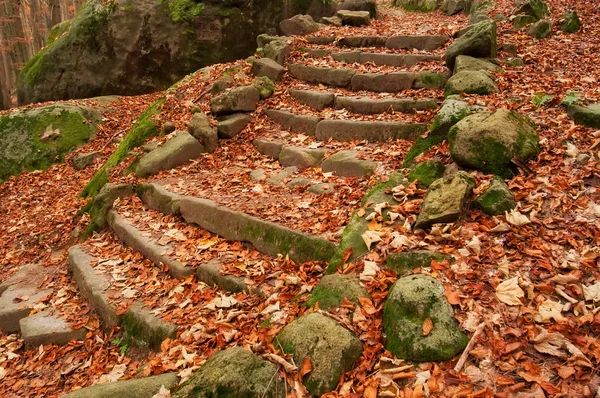 stock image Old Steps in a Forest