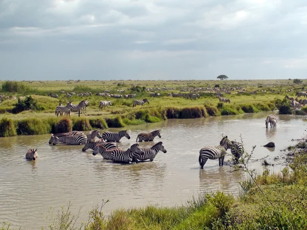 Зебр в Африці — стокове фото