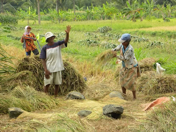 Збирання врожаю рису — стокове фото