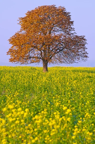 Kastanjeträd på ett fält — Stockfoto