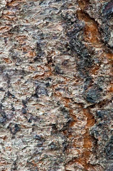 Tree Bark — Stock Photo, Image