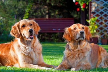 Golden Retrievers clipart