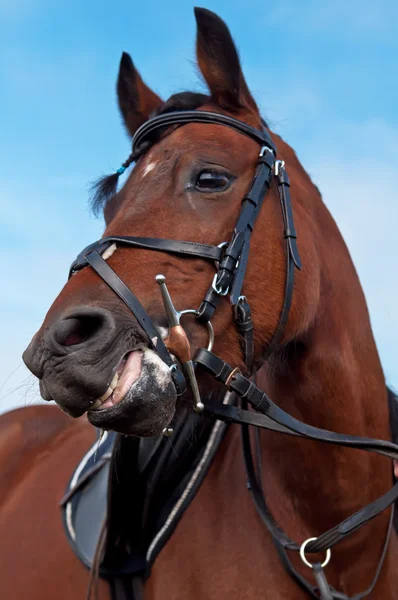 Piękny koń — Zdjęcie stockowe