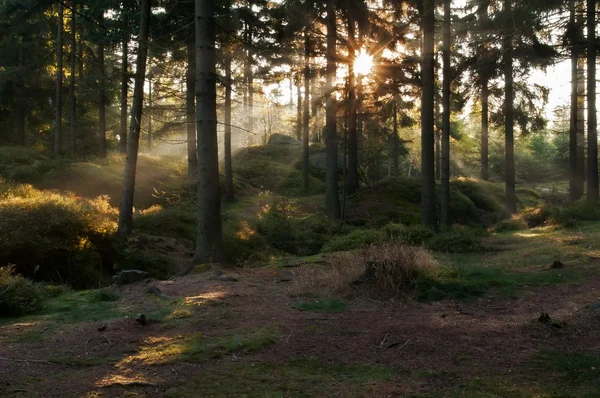 森林中的阳光 — 图库照片