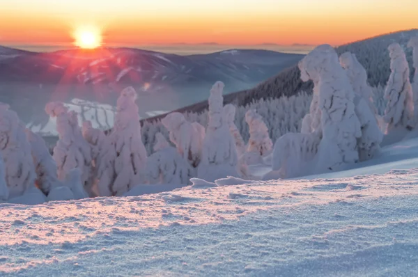 Paese delle meraviglie invernali — Foto Stock