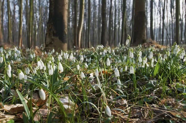 First Snowdrops — Stock Photo, Image