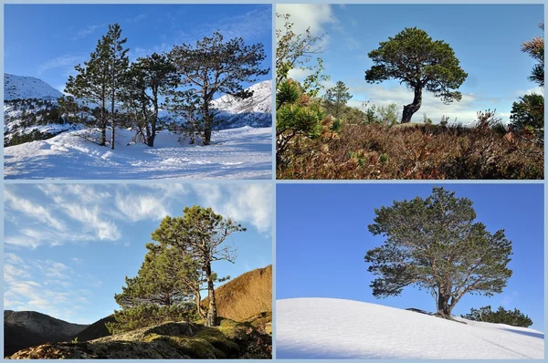 Vintergröna träd Royaltyfria Stockbilder