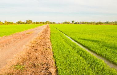 pirinç taneleri başından itibaren