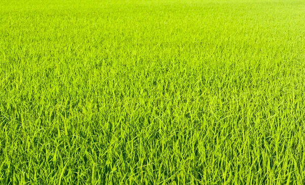 Desde o início dos grãos de arroz — Fotografia de Stock