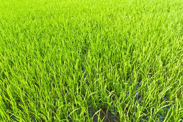 Dall'inizio dei chicchi di riso — Foto Stock
