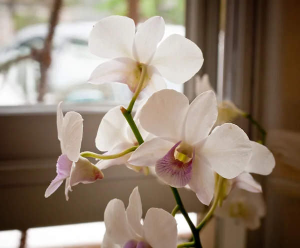Viele weiße Orchideenblüten — Stockfoto