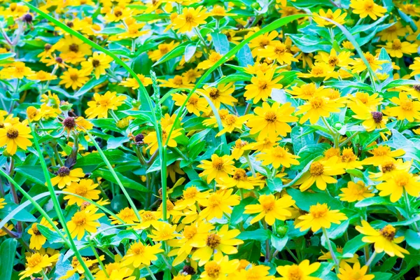 stock image Yellow flowers