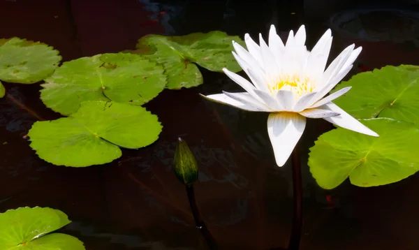 Lotus blanc dans l'étang — Photo