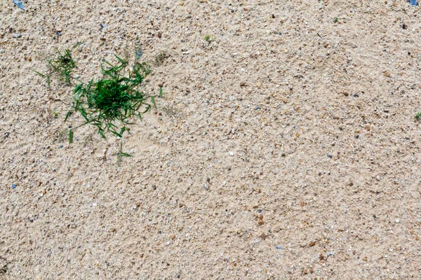 Gras in de woestijn — Stockfoto