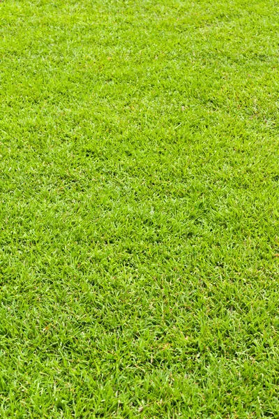 芝生のテクスチャ — ストック写真