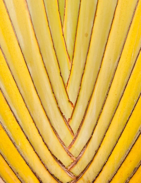 Banana stem — Stock Photo, Image