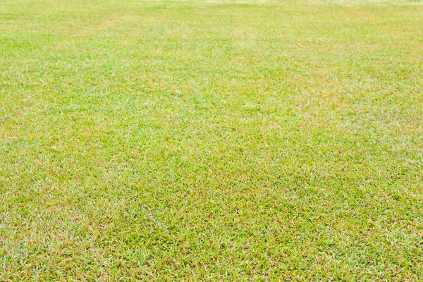 芝生のテクスチャ — ストック写真