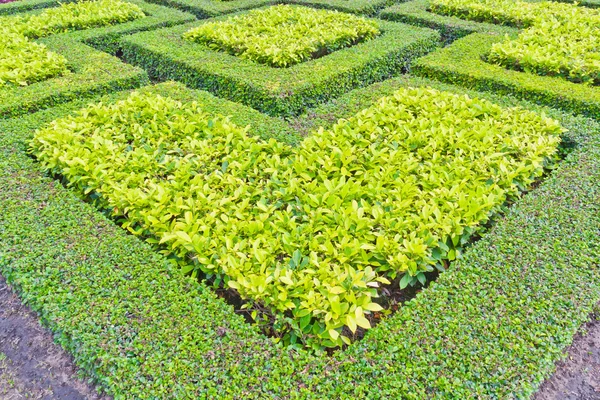 stock image Heart shaped tree